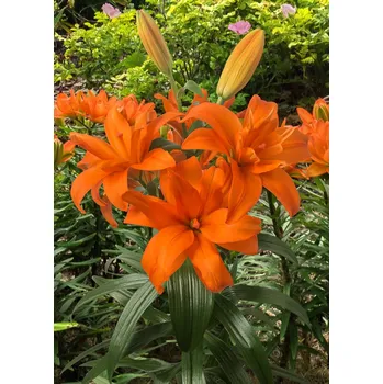 Cibulovina Lilie Scoubidou 3 ks