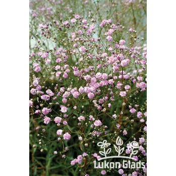 Semeno Lukon Glads Gypsophila paniculata FLAMINGO ROSE - šater latnatý, nevěstin závoj