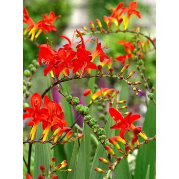 Cibulovina Montbrécie Lucifer 10 ks