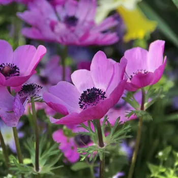 Cibulovina Sasanka coronaria Sylphide 10 ks