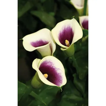 Semeno Lukon Glads Kala PICASSO - zantedeschia