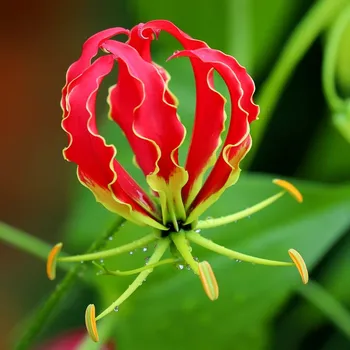 Semeno Glorióza - Popínavá lilie - Gloriosa rotschildana - hlízy gloriózy - 1 ks