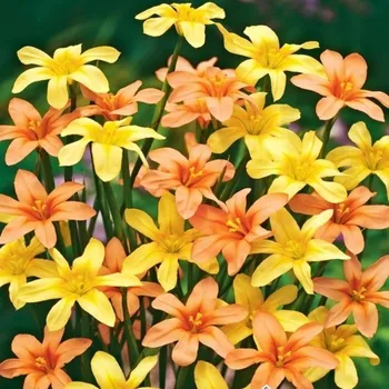 Semeno Morea směs - Homeria - hlízy morey - 8 ks