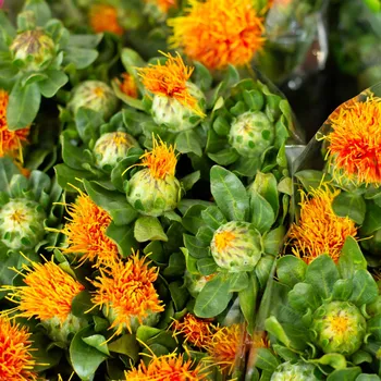 Semeno BIO Světlice barvířská - Carthamus tinctorius - bio osivo světlice - 20 ks