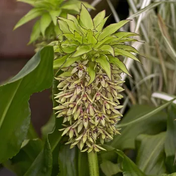 Cibulovina Chocholatice dvoubarevná - Eucomis bicolor - cibule chocholatice - 1 ks