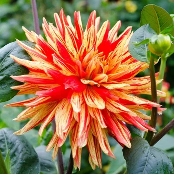 Cibulovina Jiřinka Striped Vulcan - Dahlia - hlízy jiřinek - 1&nbsp;ks
