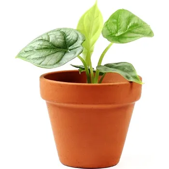 Gardners Alocasia Silver Dragon, průměr 6 cm Alokásie, Alokázie