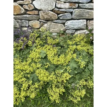 Semeno Lukon Glads Alchemilla mollis IRISH SILK – kontryhel měkký