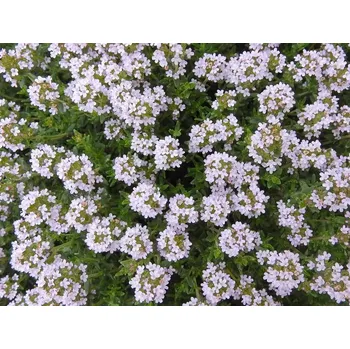 Sazenice sazenice trvalky mateřídouška