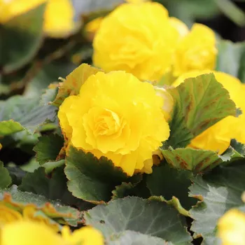 Semeno Begonie Nonstop žlutá - Begonia tuberhybrida - hlízy begonie - 2 ks
