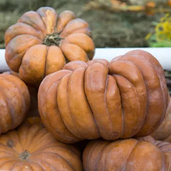 Semeno BIO Dýně muškátová Muscat de Provence - Cucurbita moschata - bio osivo dýně - 5 ks