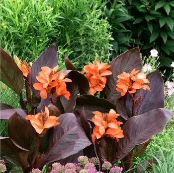 Semeno Dosna Happy Wilma - Canna - hlízy dosny - 1 ks