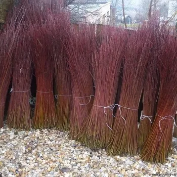 Vrbové proutí čerstvé 140 cm (cena za 1 kg)