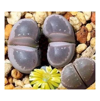 Semeno LITHOPS olivacea v. nebrownii 10 semen