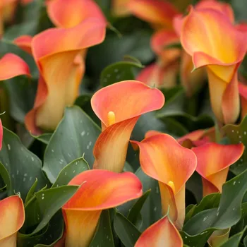 Semeno Kala Cameo - Zantedeschia - hlízy kaly - 1 ks