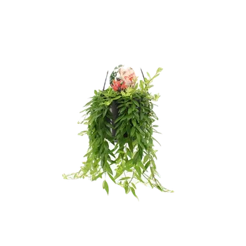 Gardners Aeschynanthus Japhrolepis Pokojová Rostlina