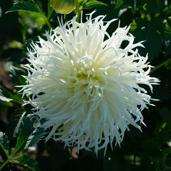 Semeno Jiřinka Tsuki Yori No Shisha - Dahlia - hlízy jiřinky - 1 ks