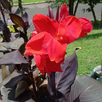 Semeno Dosna Black Knight - Canna - hlízy dosny - 1&nbsp;ks