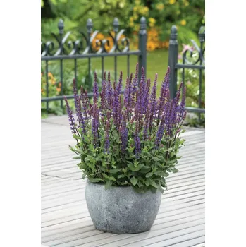 Semeno Lukon Glads Salvia nemorosa CARADONNA - šalvěj