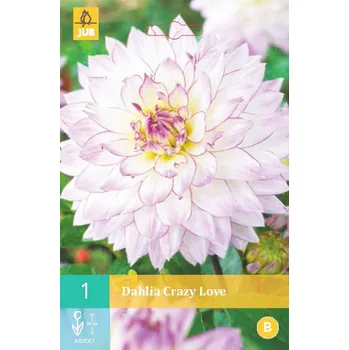 Cibulovina Jiřina CRAZY LOVE "B" 1 ks, Jarní cibuloviny