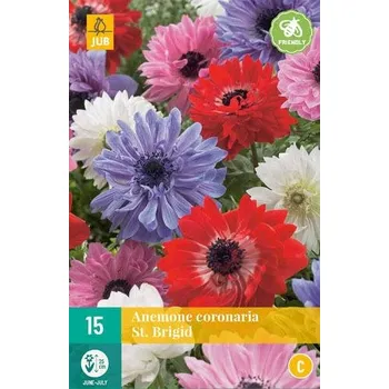 Cibulovina Sasanka COR. ST. BRIGID "C" 1 ks, Jarní cibuloviny