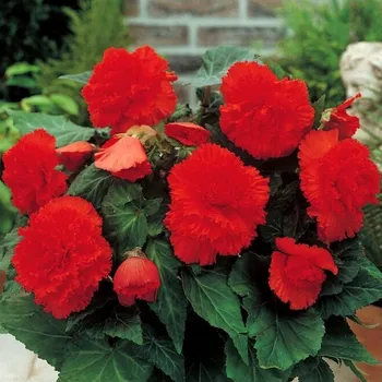 Semeno Begonie třepenitá červená - Begonia fimbriata - hlízy begonie - 2 ks