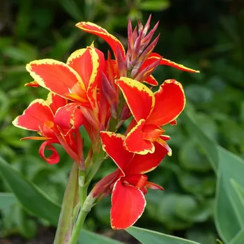 Semeno Dosna Lucifer 1 ks