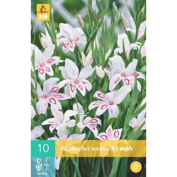 Cibulovina Mečík NYMPH "C" 1 ks, Jarní cibuloviny