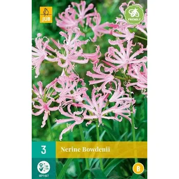 Cibulovina Nerinka Bowdenova (Nerine) "B" 1 ks, Jarní cibuloviny