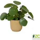 Obal Vibes Fold - butter yellow 16 cm