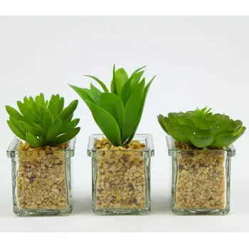 Sukulent 10-13.5cm mix 95797