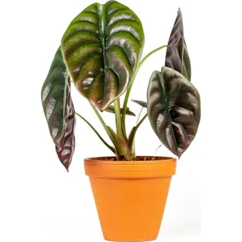 Gardners Alocasia Cuprea Red Secret Alokázie (průměr 12 cm)