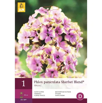Cibulovina Plamenka PANICULATA SHERBET BLEND "B" 1 ks, Jarní cibuloviny