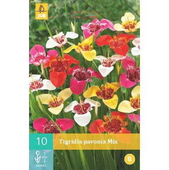 Cibulovina Tygřice Tigridia PAVONIA MIX "B" 1 ks, Jarní cibuloviny