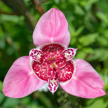 Semeno Tygřice růžová - Tigridia lilacea - hlízy tygřice - 3 ks