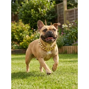 Obojek pro psa Sinsay - Nastavitelný ozdobný obojek pro psa - zlatá - 810IA-GLD - 810IA-GLD-ONE