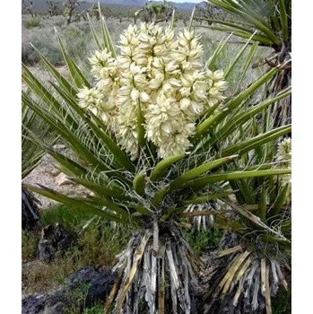 Semeno YUCCA schidigera 4 semena