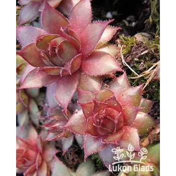 Semeno Lukon Glads Sempervivum BROWNII - netřesk