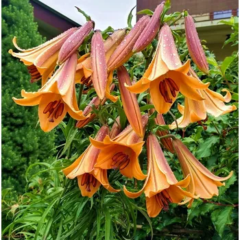 Cibulovina Lilie African Queen 3 ks