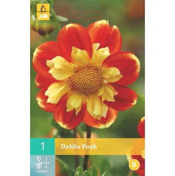 Cibulovina Jiřina POOH "B" 1 ks, Jarní cibuloviny