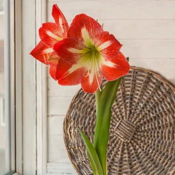 Cibulovina Hvězdník Minerva - Hippeastrum - cibule hvězdníků - 1 ks