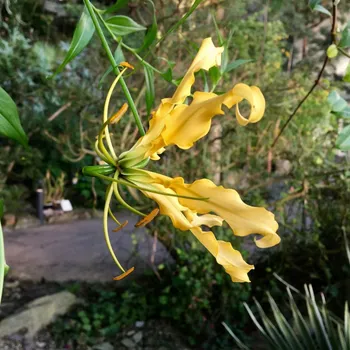 Semeno Glorióza Lutea - Gloriosa - hlízy gloriózy - 1 ks