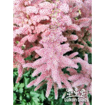 Semeno Lukon Glads Astilbe chinensis SATIN PEARLS - čechrava