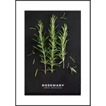 Obraz Artbox 50x70 AB181 Rosemary OB-14443