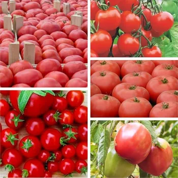 Semeno Nejoblíbenější odrůdy rajčat 5 BALENÍ SEMEN