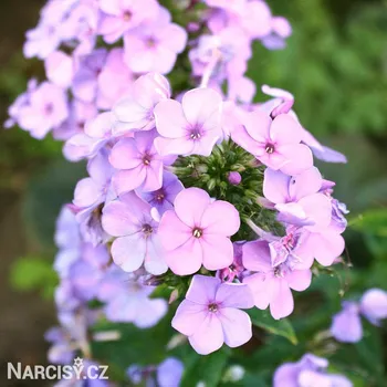 Cibulovina Plamenka - Lilac Time .: 3 ks