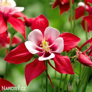 Cibulovina Orlíček - Crimson star .: 3 ks