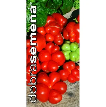 Semeno AGRI Slatinice Rajče tyčkové VOYAGE(Reise)