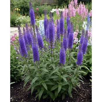 Semeno Rozrazil 'Veronica Longifolia Blauriesin' 1 ks