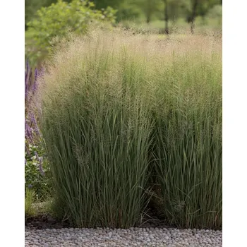 Semeno Proso prutnaté Heavy Metal